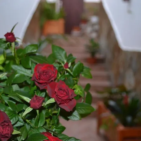 Guest house Casa Alamo Agaete Agaete (Gran Canaria)